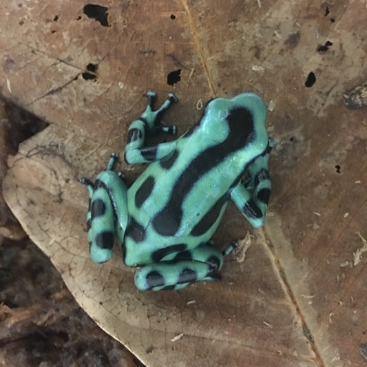 Green and Black Dart Frog