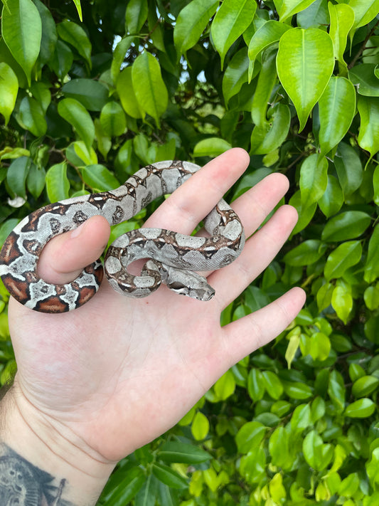 Colombian Red Tail Boa