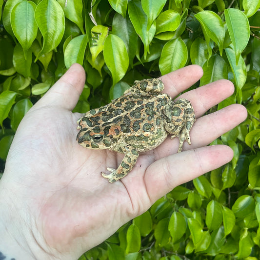 African green toad