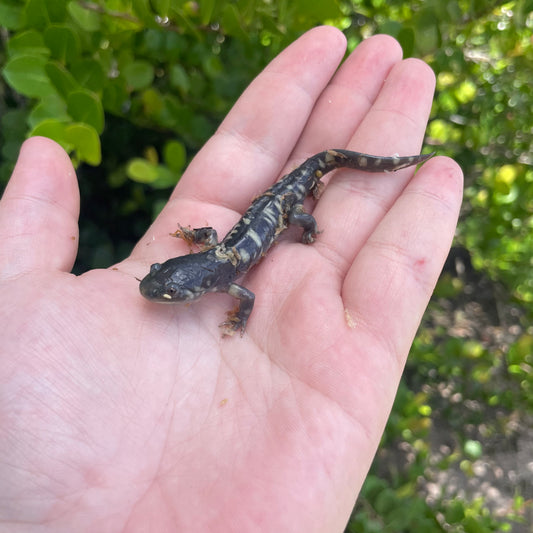 Barred Tiger Salamander