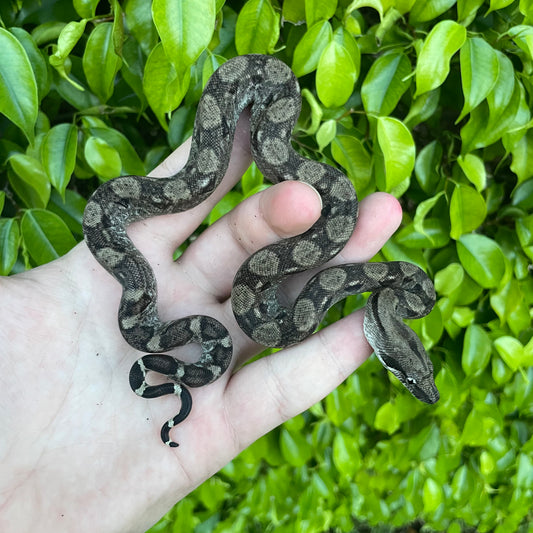 Central American Boa