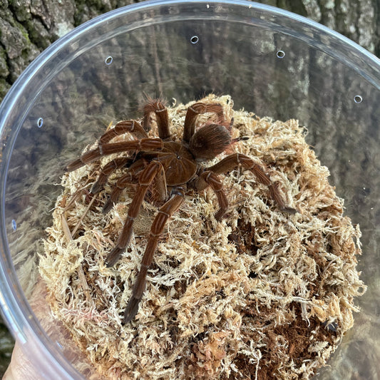 Goliath Bird Eating Tarantula