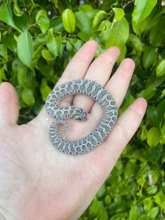 Axanthic Western Hognose