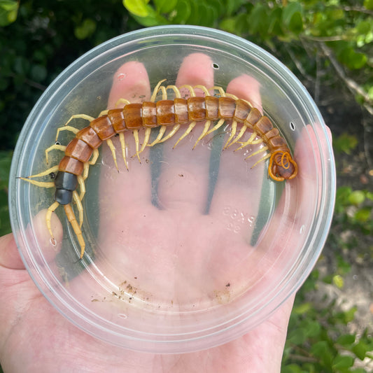 Giant Desert Centipede