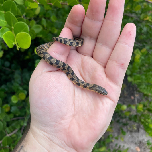 Baby Diamondback watersnake