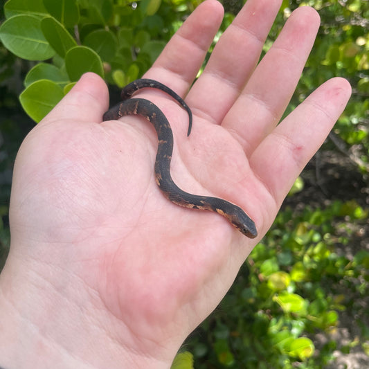 Broad Banded Water Snake