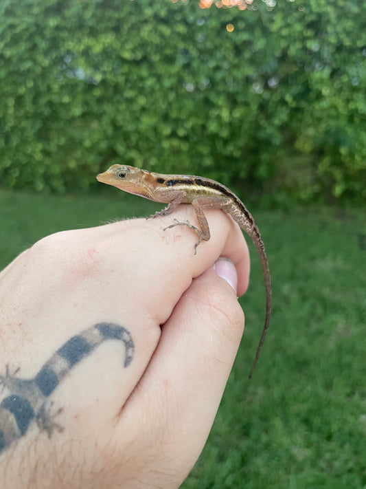 Copper Anole