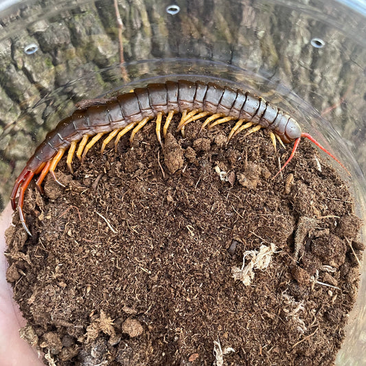 Vietnamese Centipede