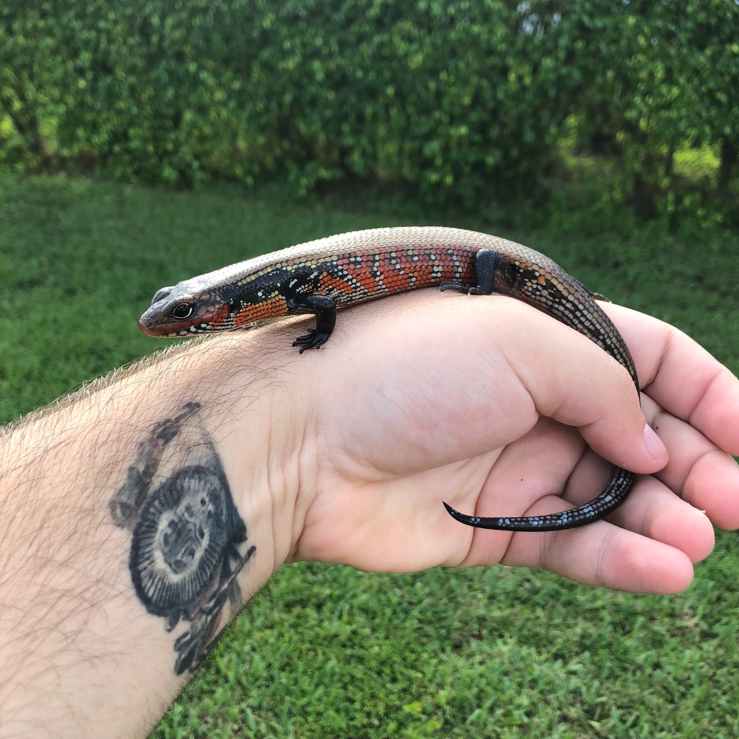 African Fire Skink
