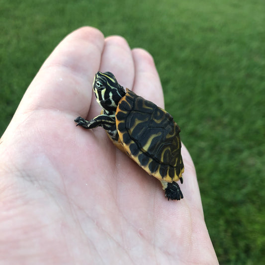 Yellowbelly Slider Turtle