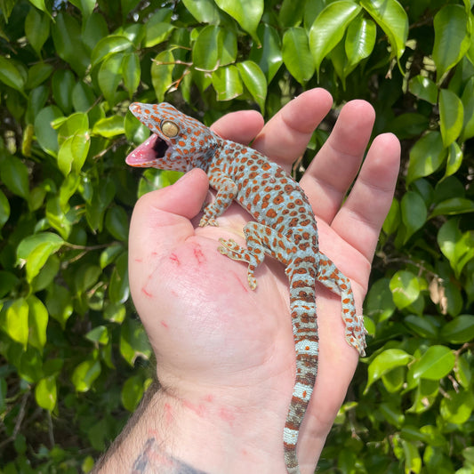 Tokay Gecko
