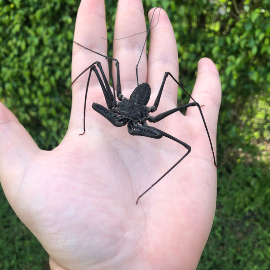 Central American Tailless Whip Scorpion