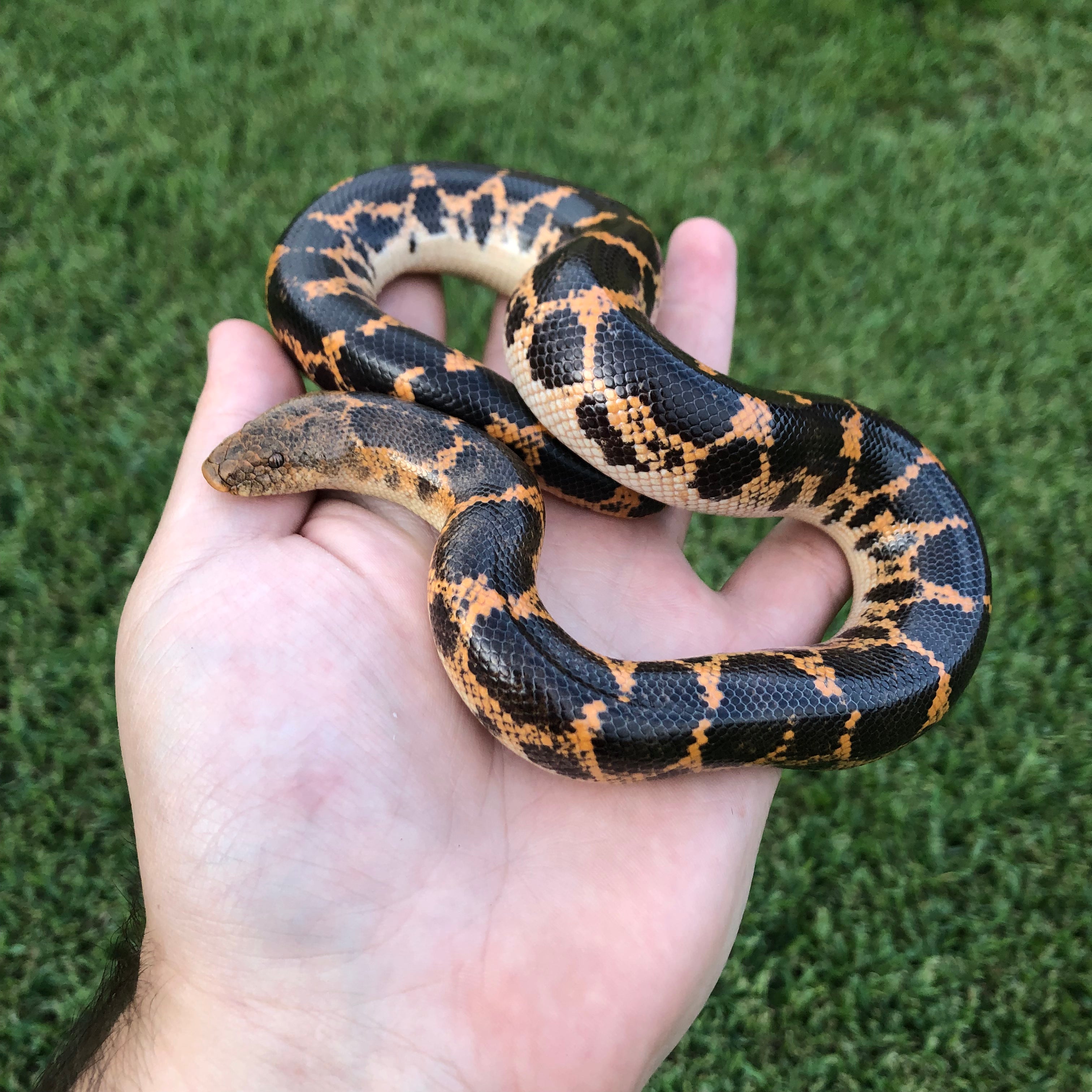 Saharan Sand Boa For Sale – O.T.W Exotics